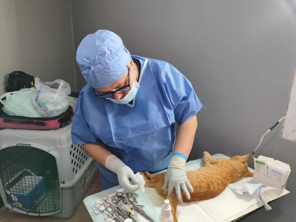 gatos1