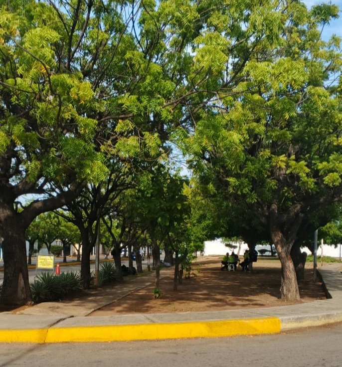 plazadanelo1