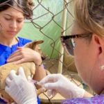 ¡MIN-SALUD Y GOBERNACIÓN! Impulsan Plan de Vacunación Canina ‘Huellas Seguras’ en Maracaibo y San Francisco